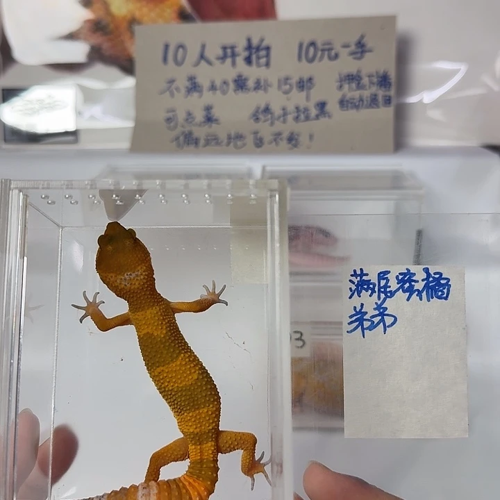豹纹守宫蜜橘，弟弟