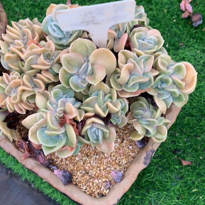 明***纸多肉植物62626262627272