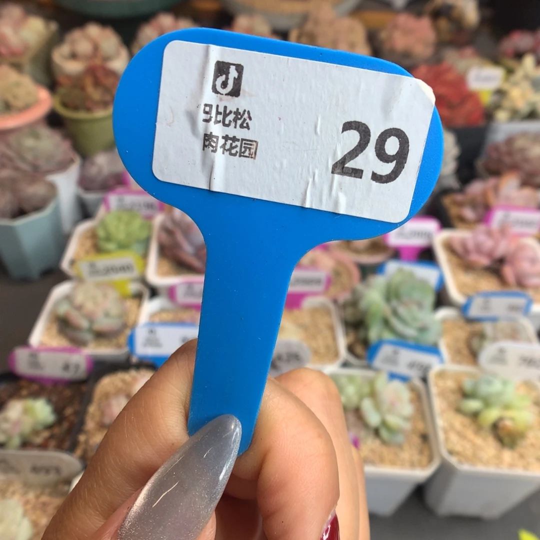 29盲盒新年快乐多肉