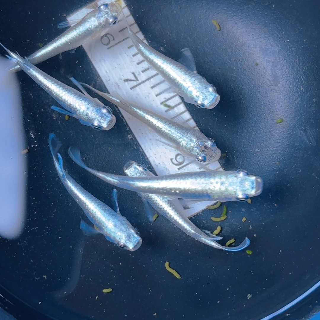 青鳉宽崎玛丽亚，9号链接