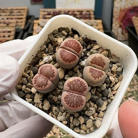 3211，菊红窗菊花纹，组合带盆土发货