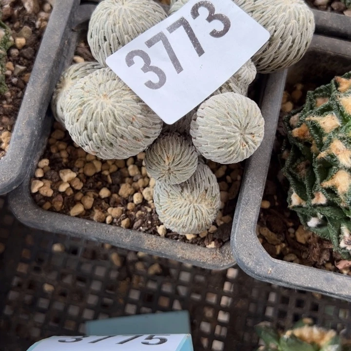 随***落精巧丸子仙人球3773号