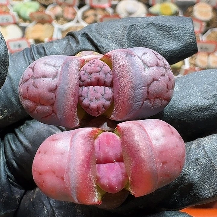 生石花233:：。  33