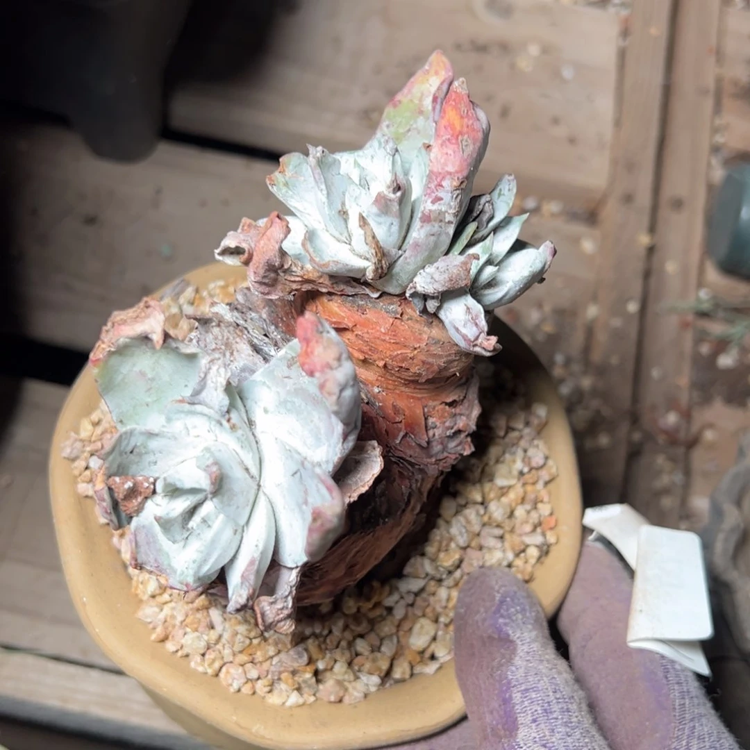 2338三头牡丹福利哈哈哈哈