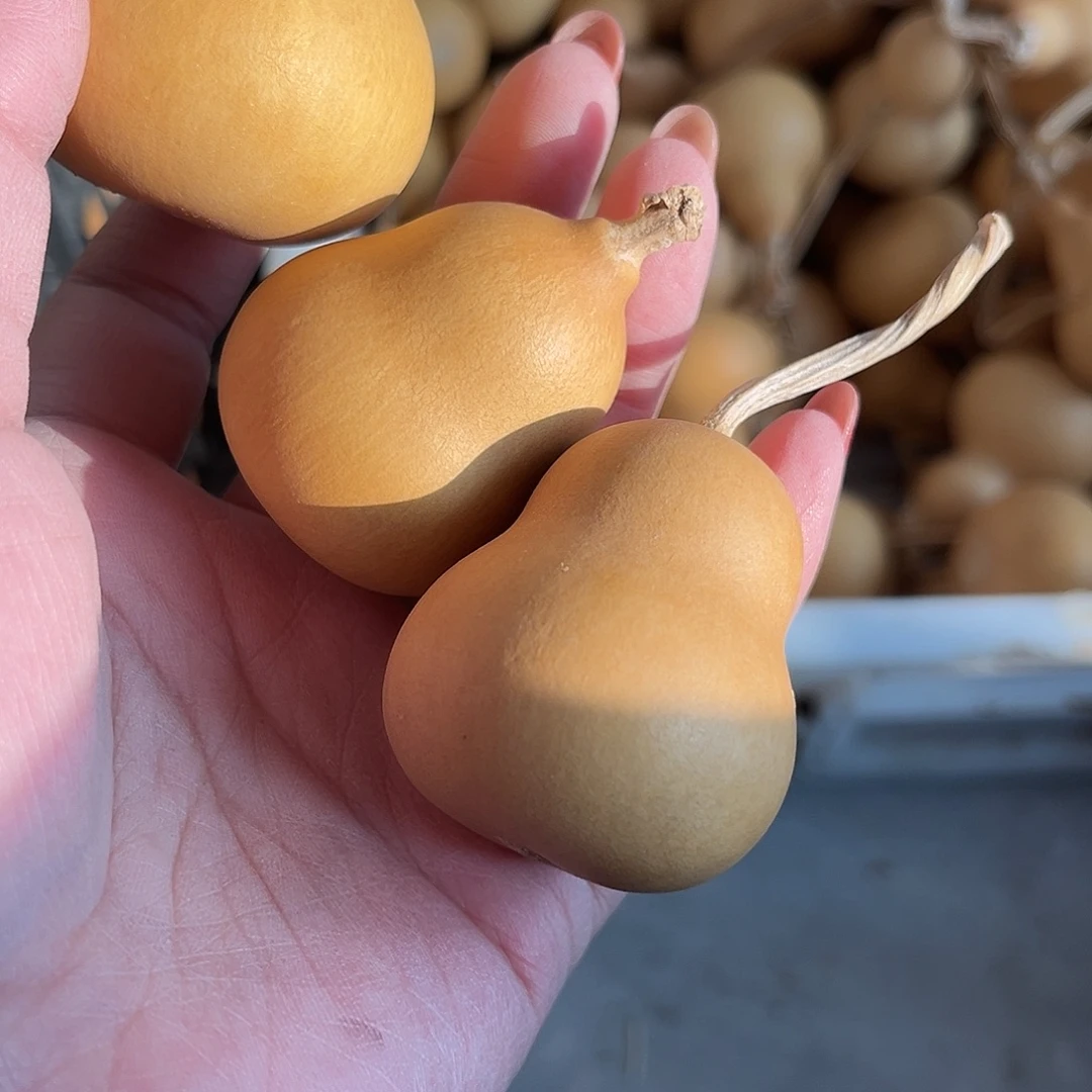 珍***花小美胖墩微瑕不退不换