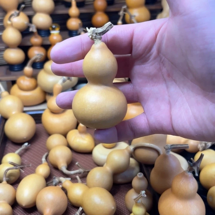 厚皮响籽肚脐有点小微瑕