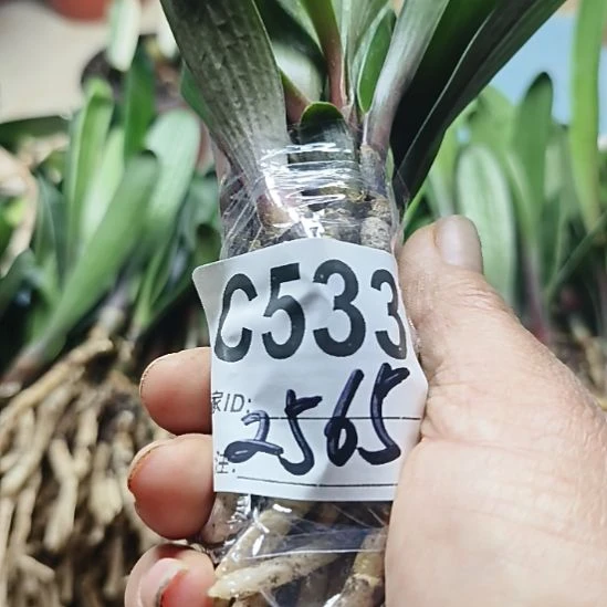 一***秋完全开放0000000000