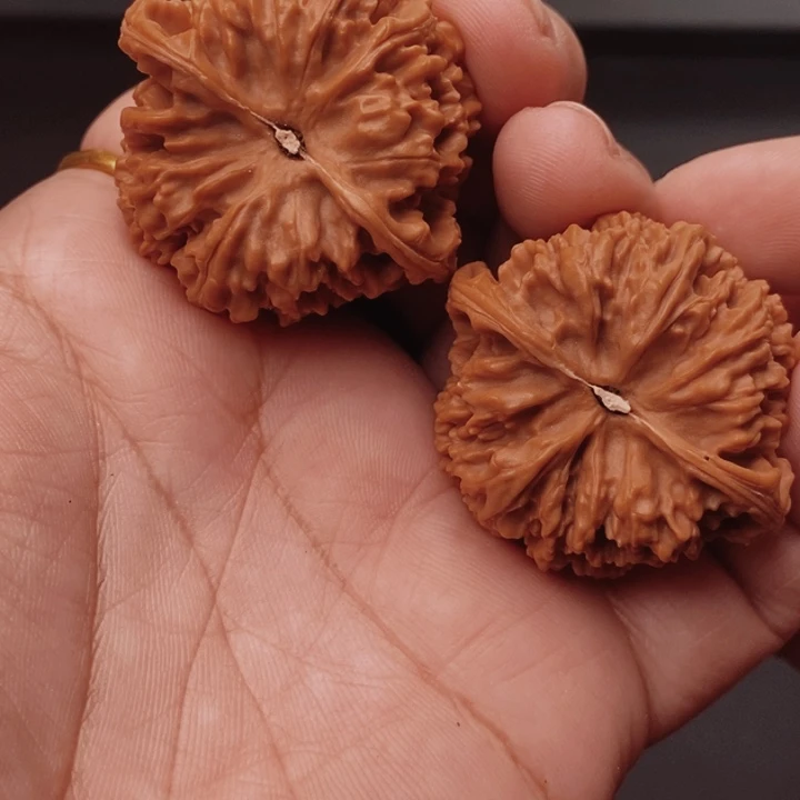 核桃百花山39尺核桃