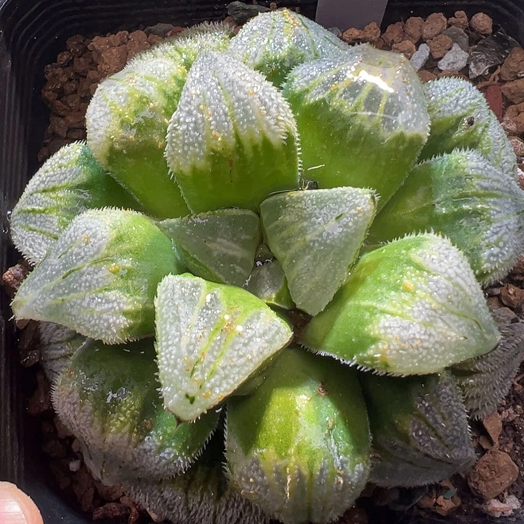 25号特选福利实生寿