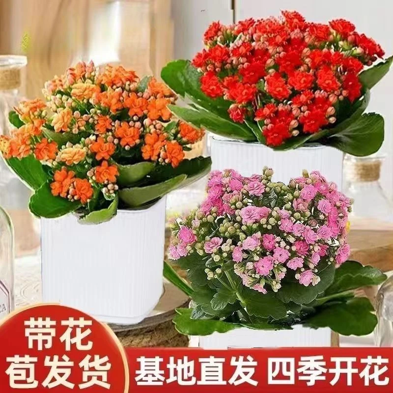 重瓣长寿花盆栽带花苞四季开花耐热耐寒室内好养花卉绿植