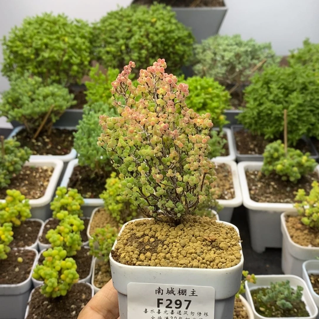 297精控蜜橘糖球枝干