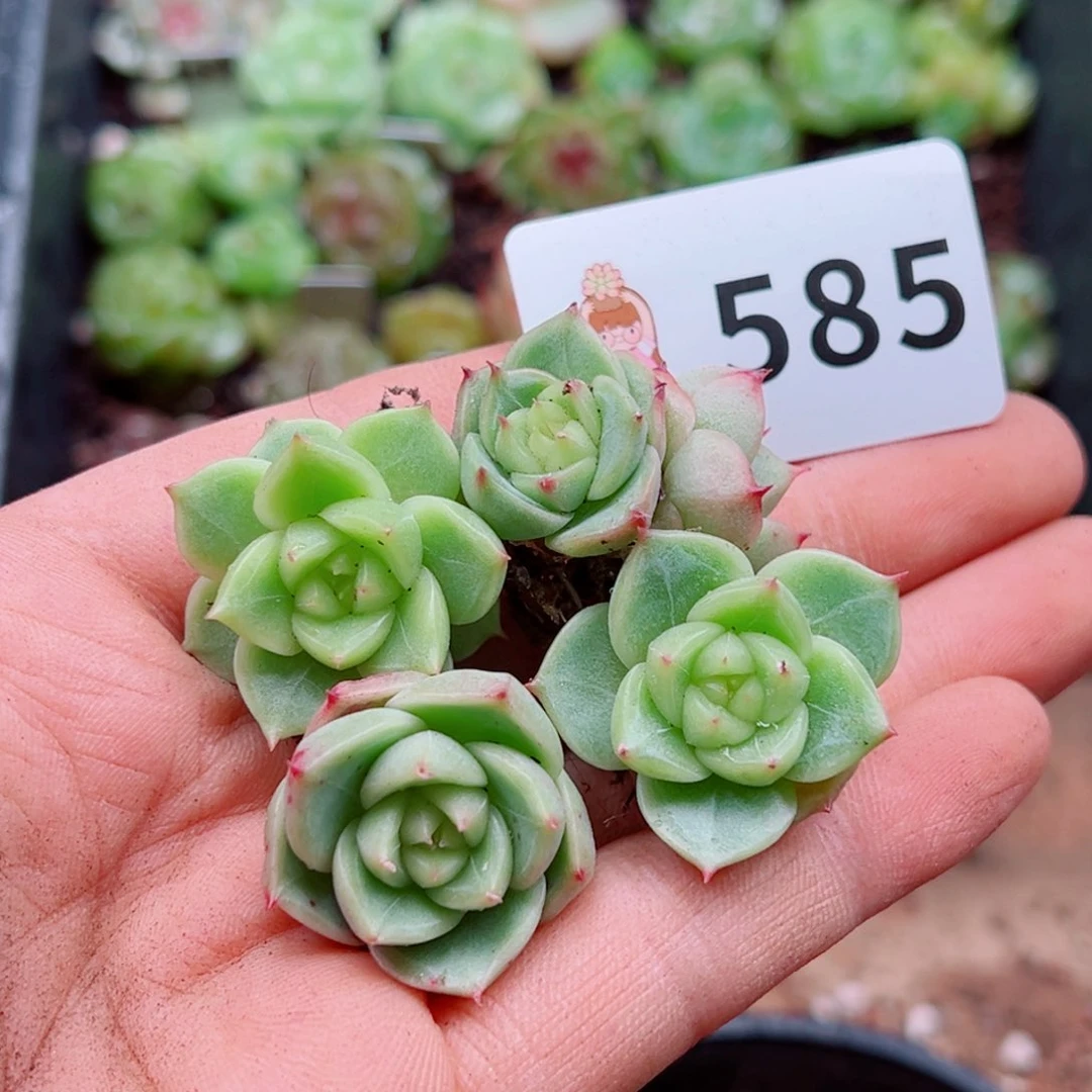 多肉植物多肉植物