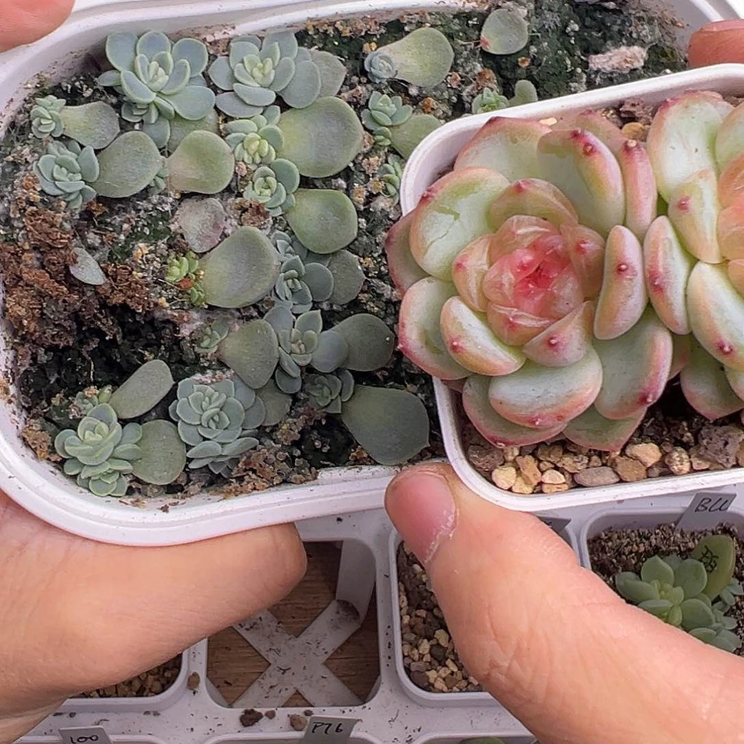 Tt甜心随机发一个