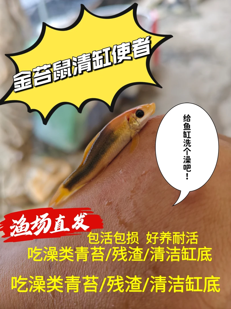 清苔鼠金苔鼠热带观赏鱼清洁鱼缸除藻活体工具鱼