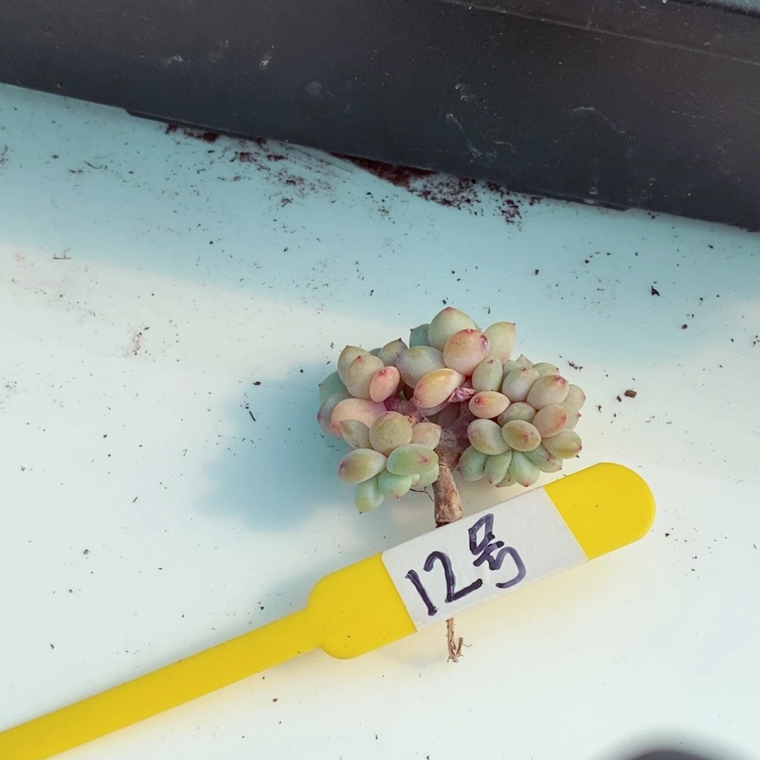 弯**12号的肉肉肉肉肉肉