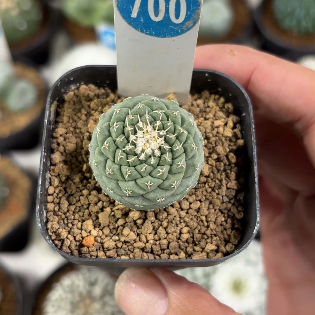 700实生菊水带盆带土发货