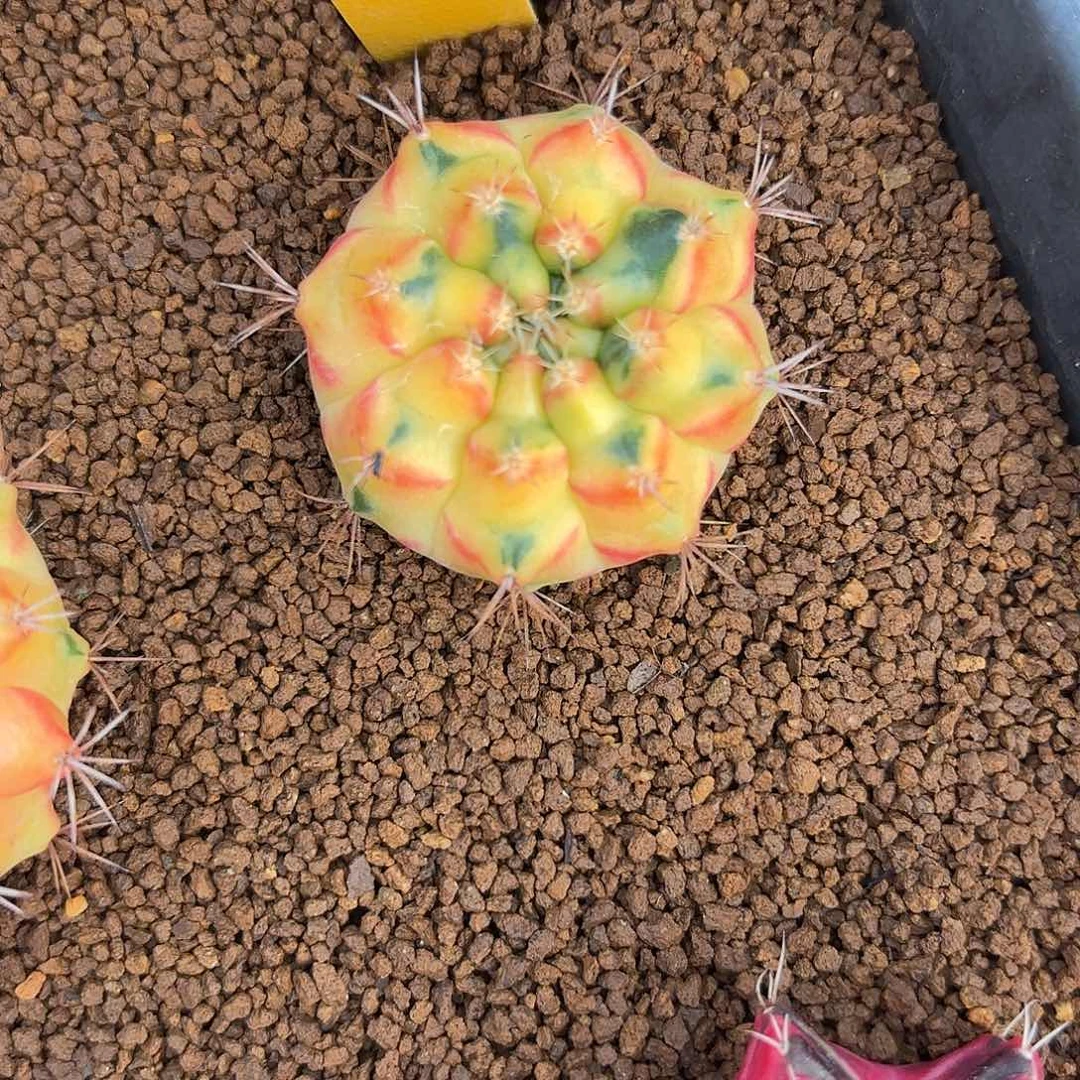 174-1105泰国发货多肉