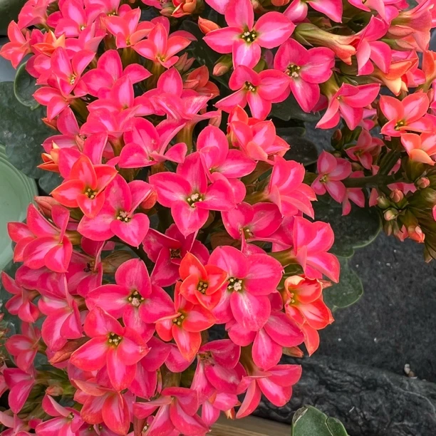 长寿花园～【美丽心情】一盆三颗