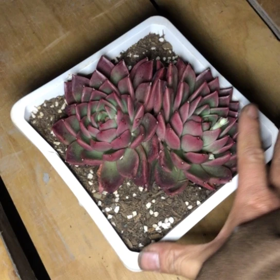 多肉植物18厘米方盆红东云带盆