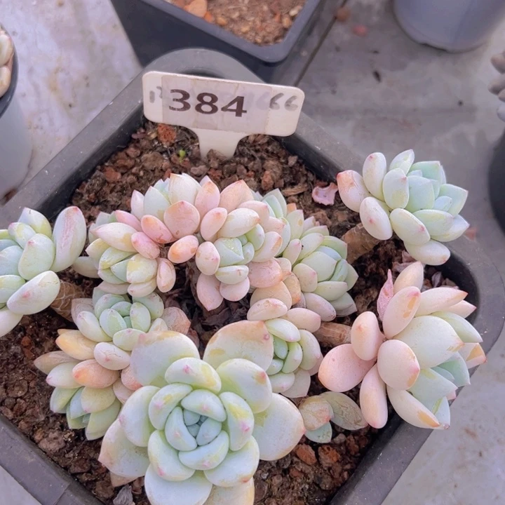 健健康康平平安安