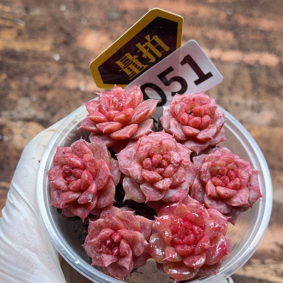 多肉植物多肉植物