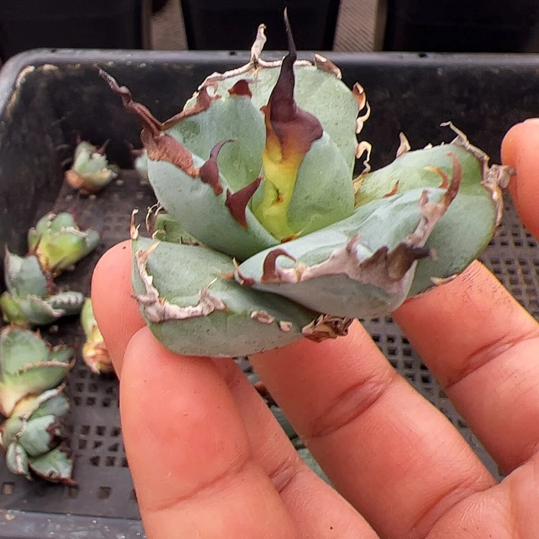 蓝肌顶芽龙舌兰植物