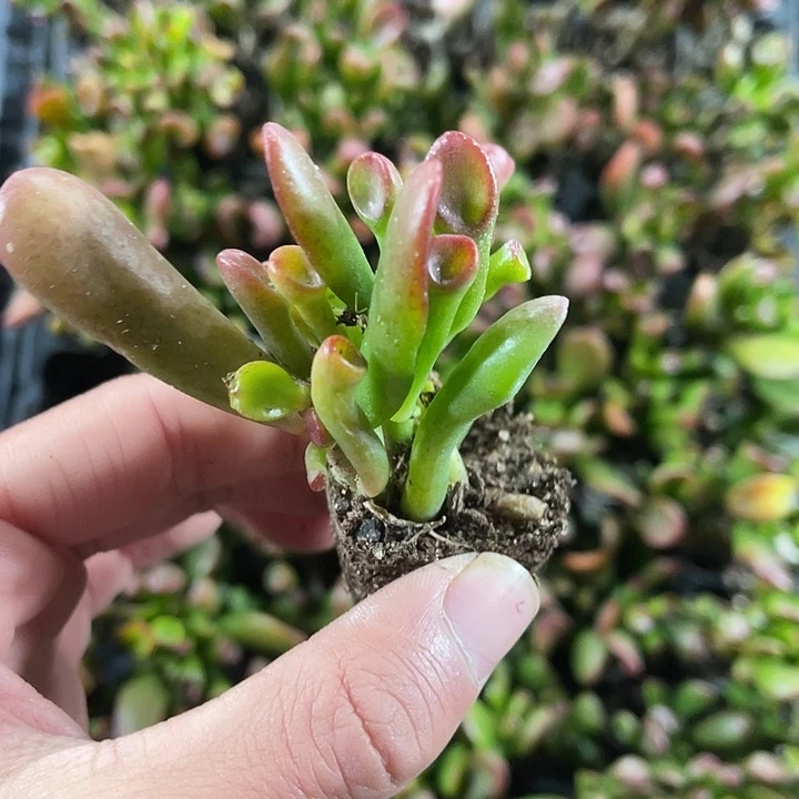 吸财树多肉满9.9包邮