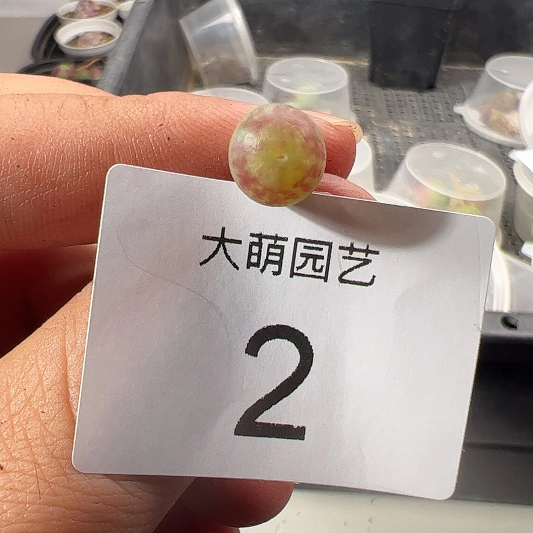 一物一拍清盒福利有疤。 2