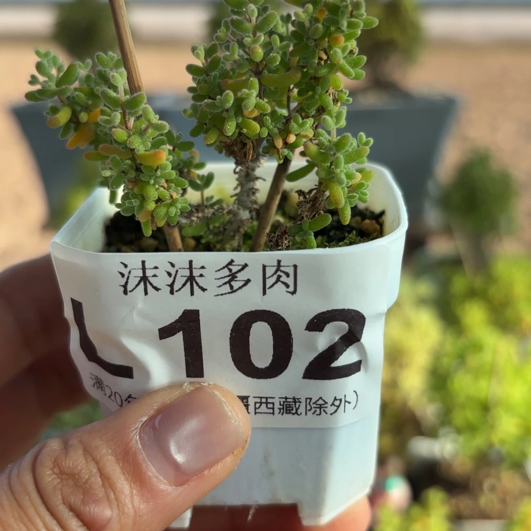 忆***溪102小小米枝干番杏福利