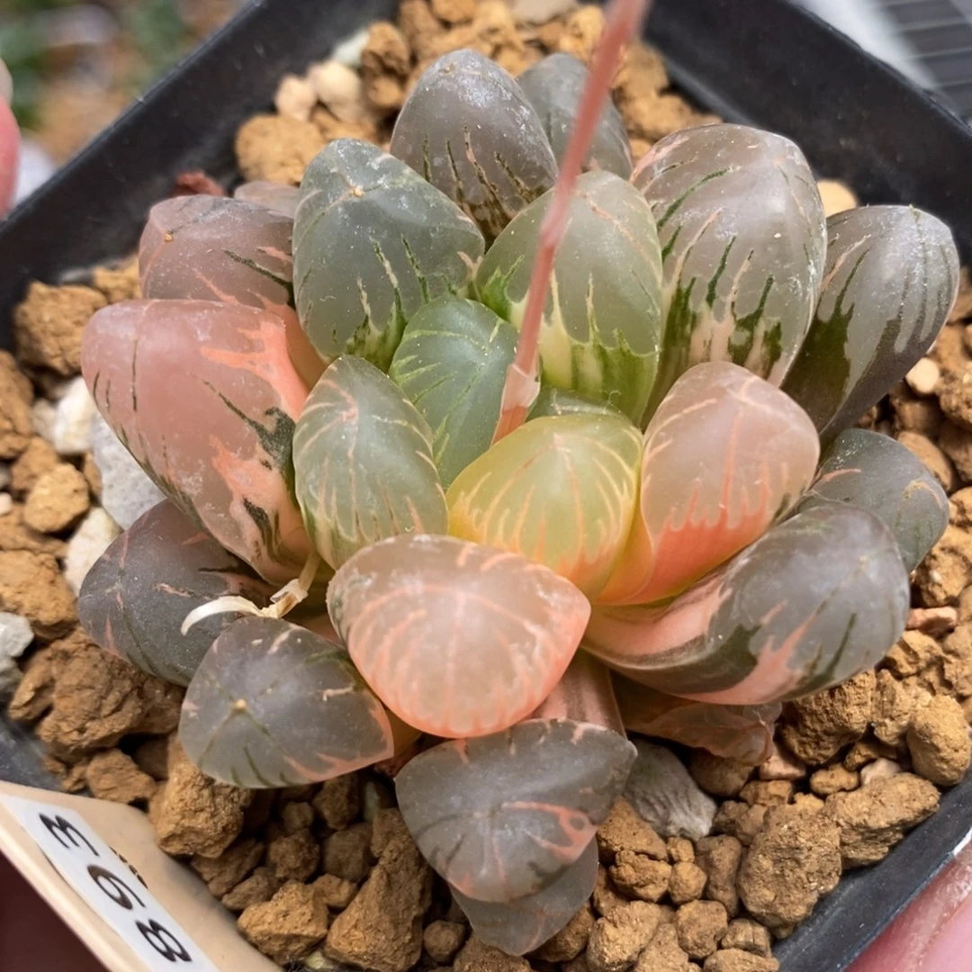 893老川玉露锦一物一拍