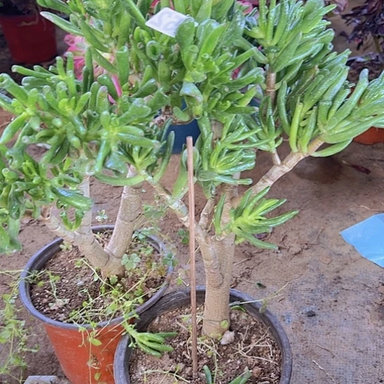 多肉植物两个喜财树