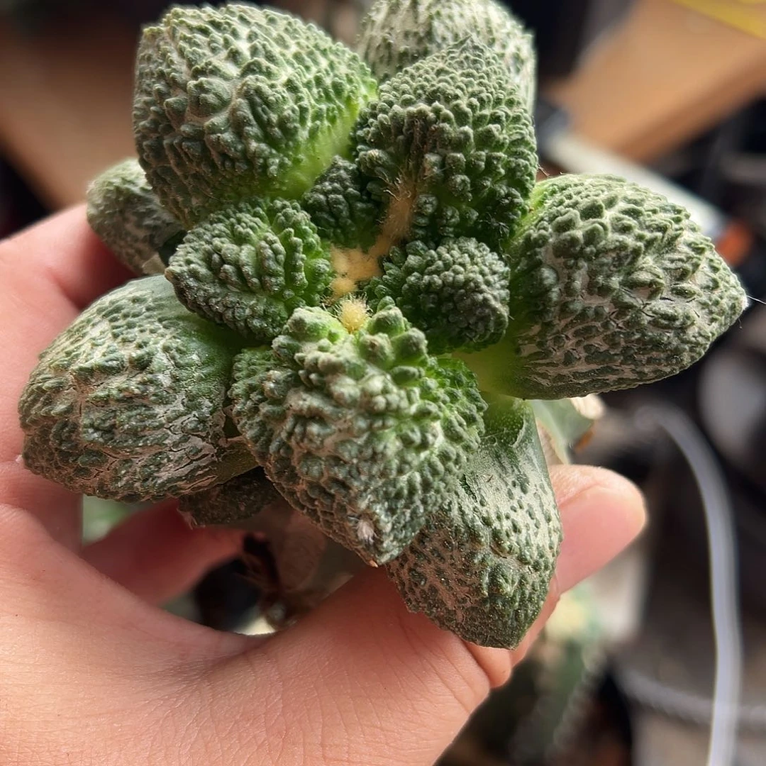 无花朵555菜花mmm