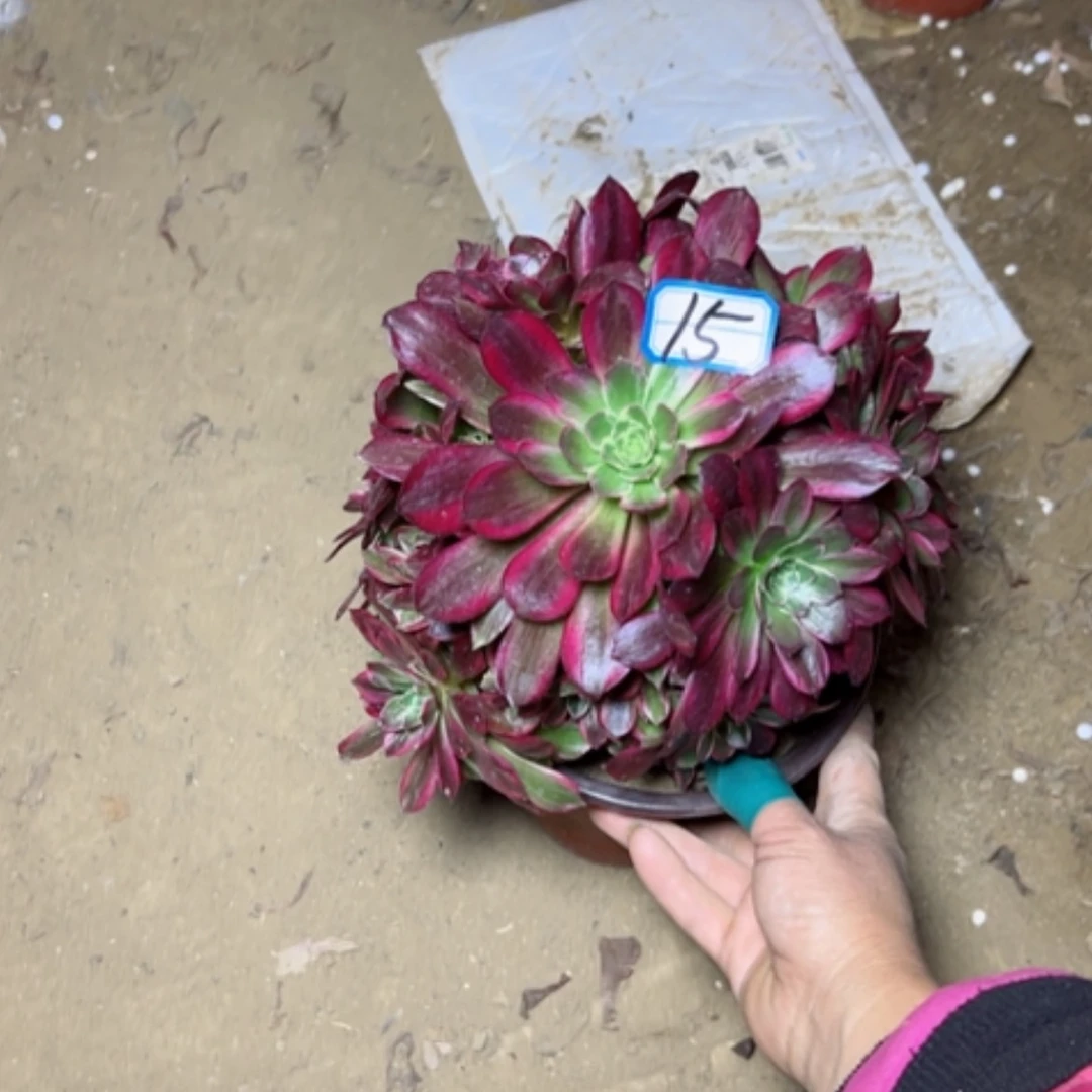 【闪购商品】愿****待多肉植物安娜15