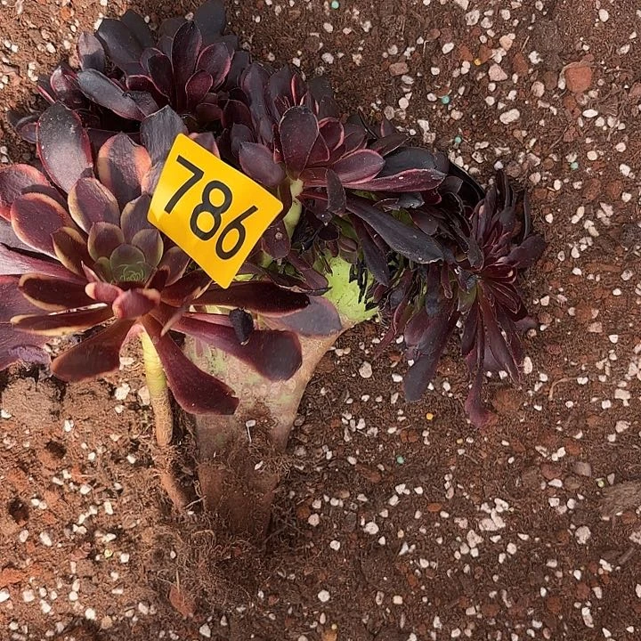 多肉植物福利786