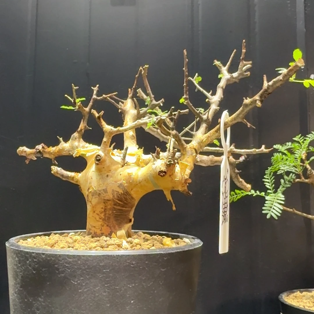 马萨比特橄榄实生带盆