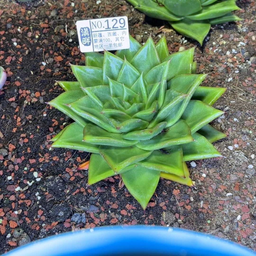 129…………………………新萌玛丽亚