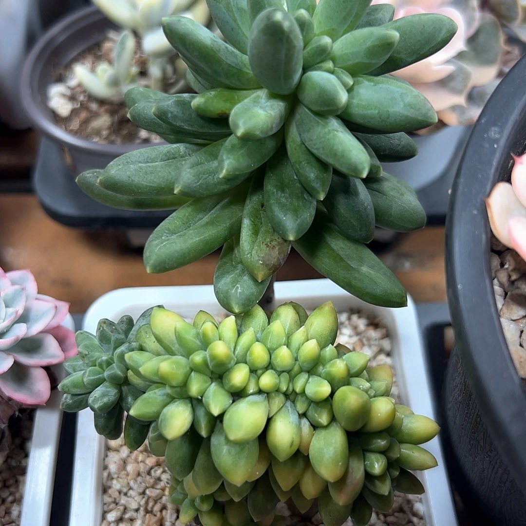 千代田之松锦缀化