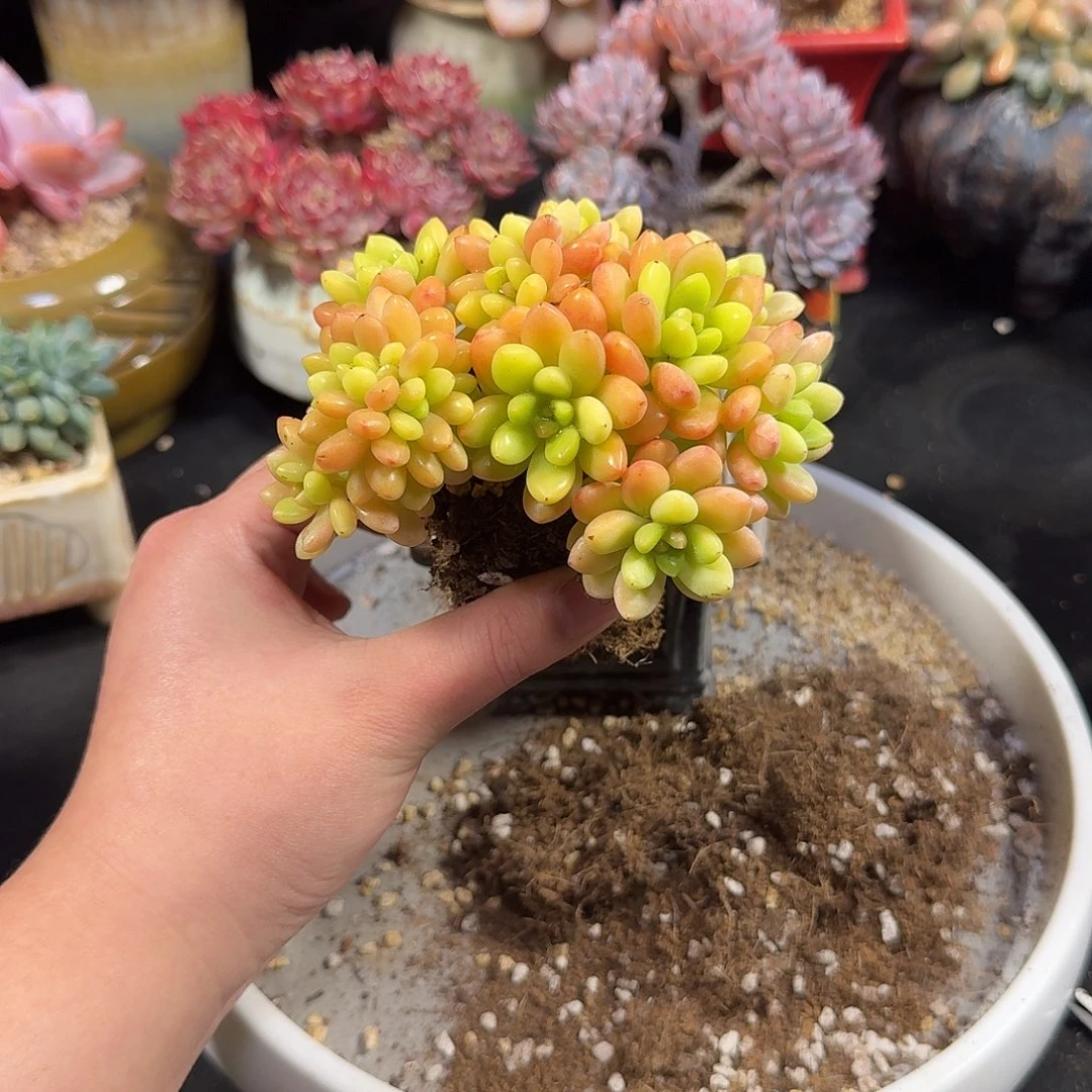 李***·香格里拉缀12cm裸根发货