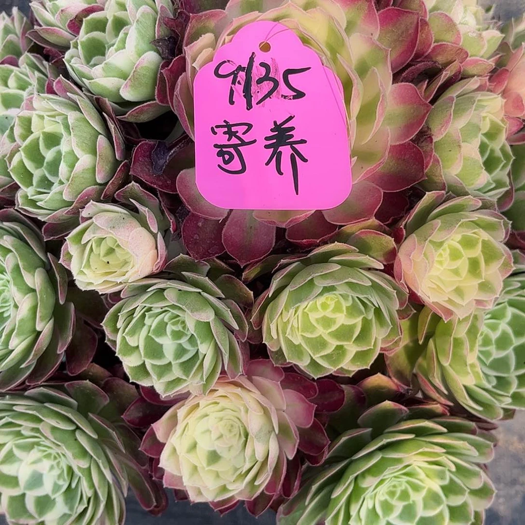 潘***盒9135海鲜寄养哥哥哈哈哈哈