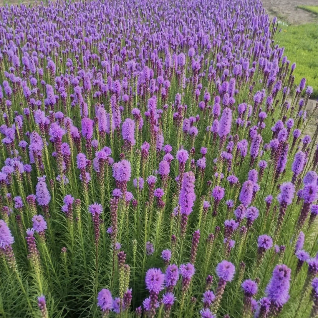 蛇鞭菊盆苗生长快多年生耐寒宿根庭院阳台盆栽花卉皮实耐活好打理