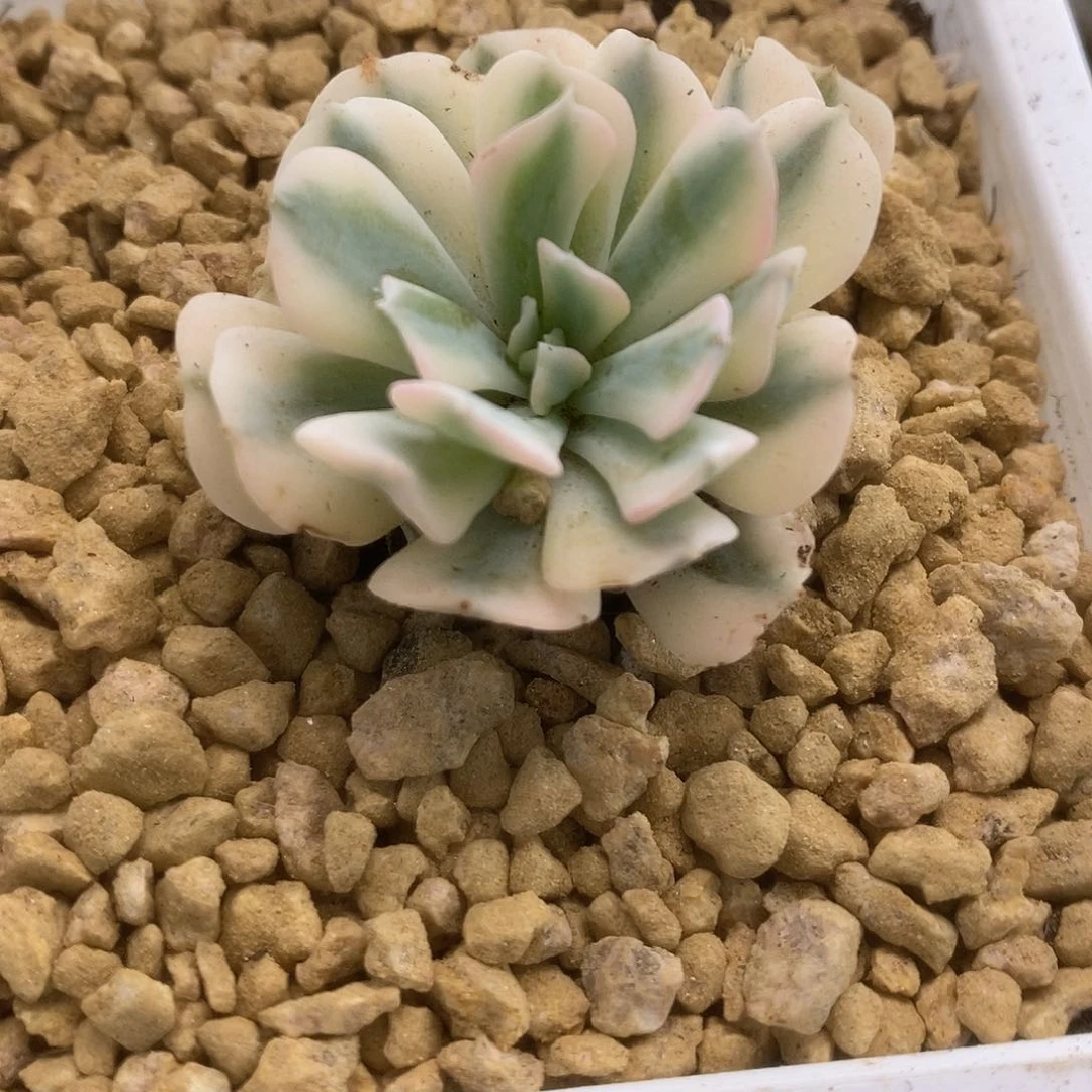 128特玉莲锦锦锦锦锦锦