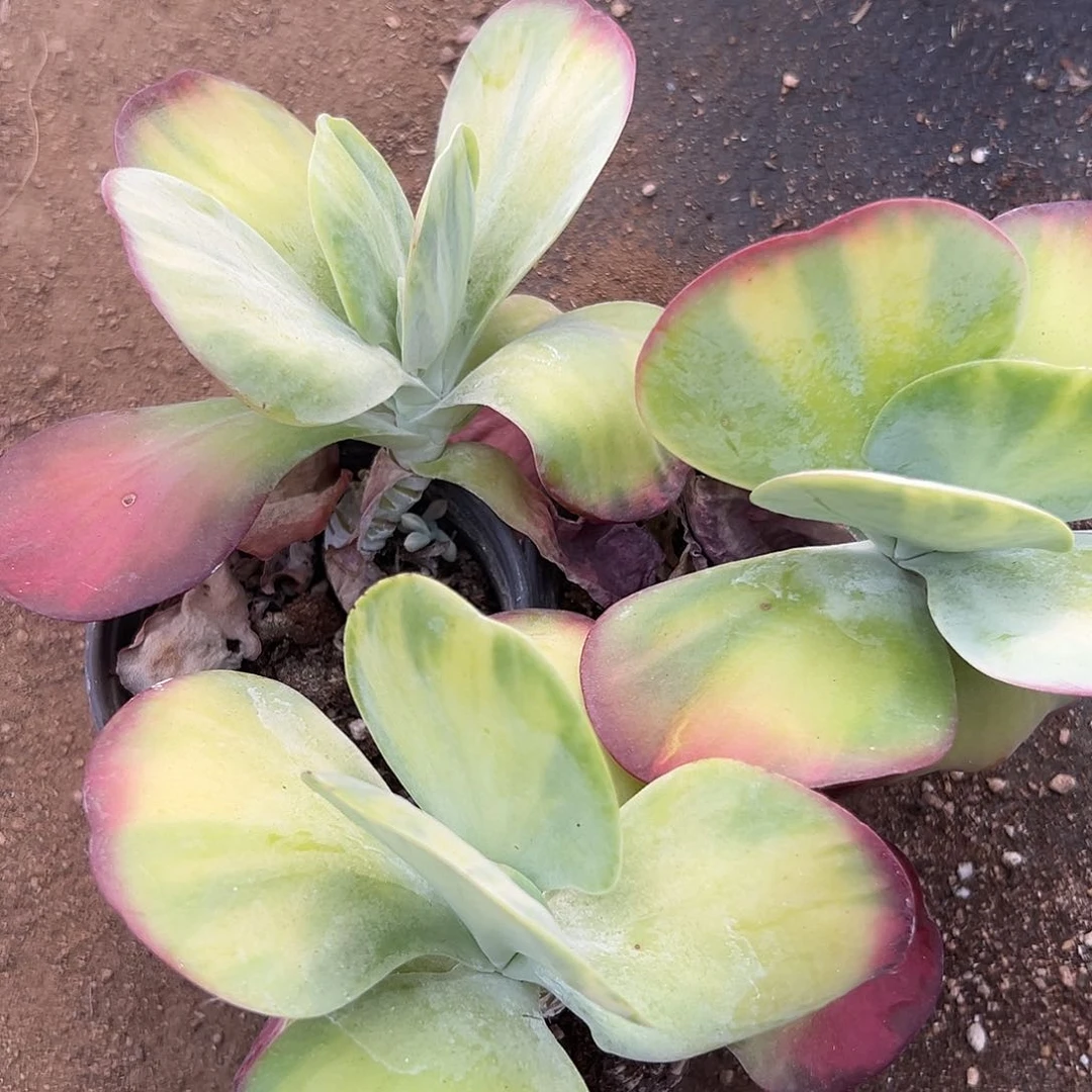 多肉植物三颗帝王锦