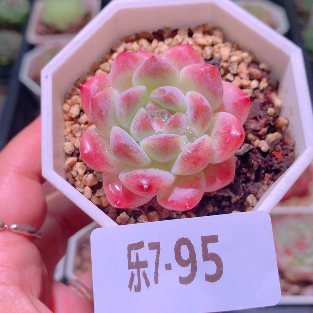 乐然7-95 秘境冰魄