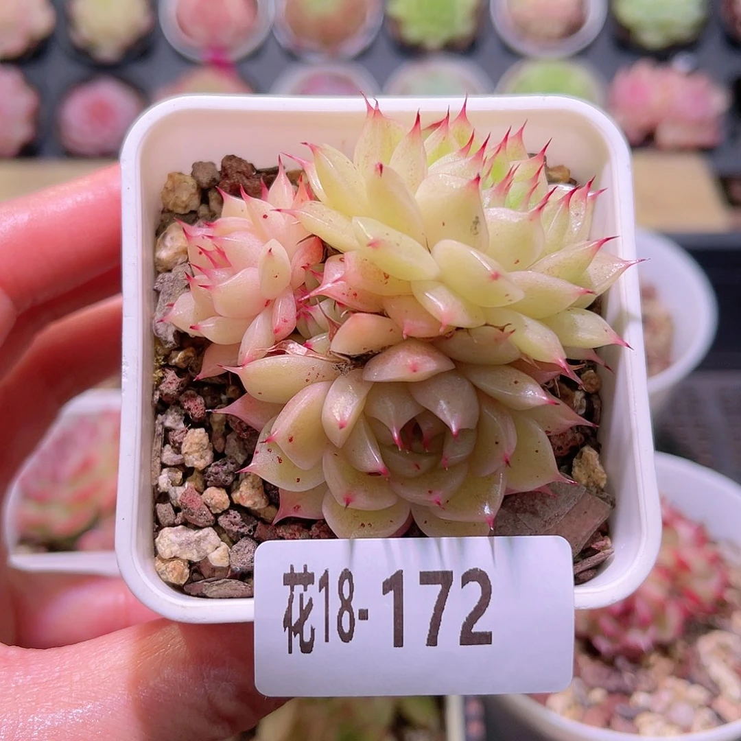 花利美18-172海王