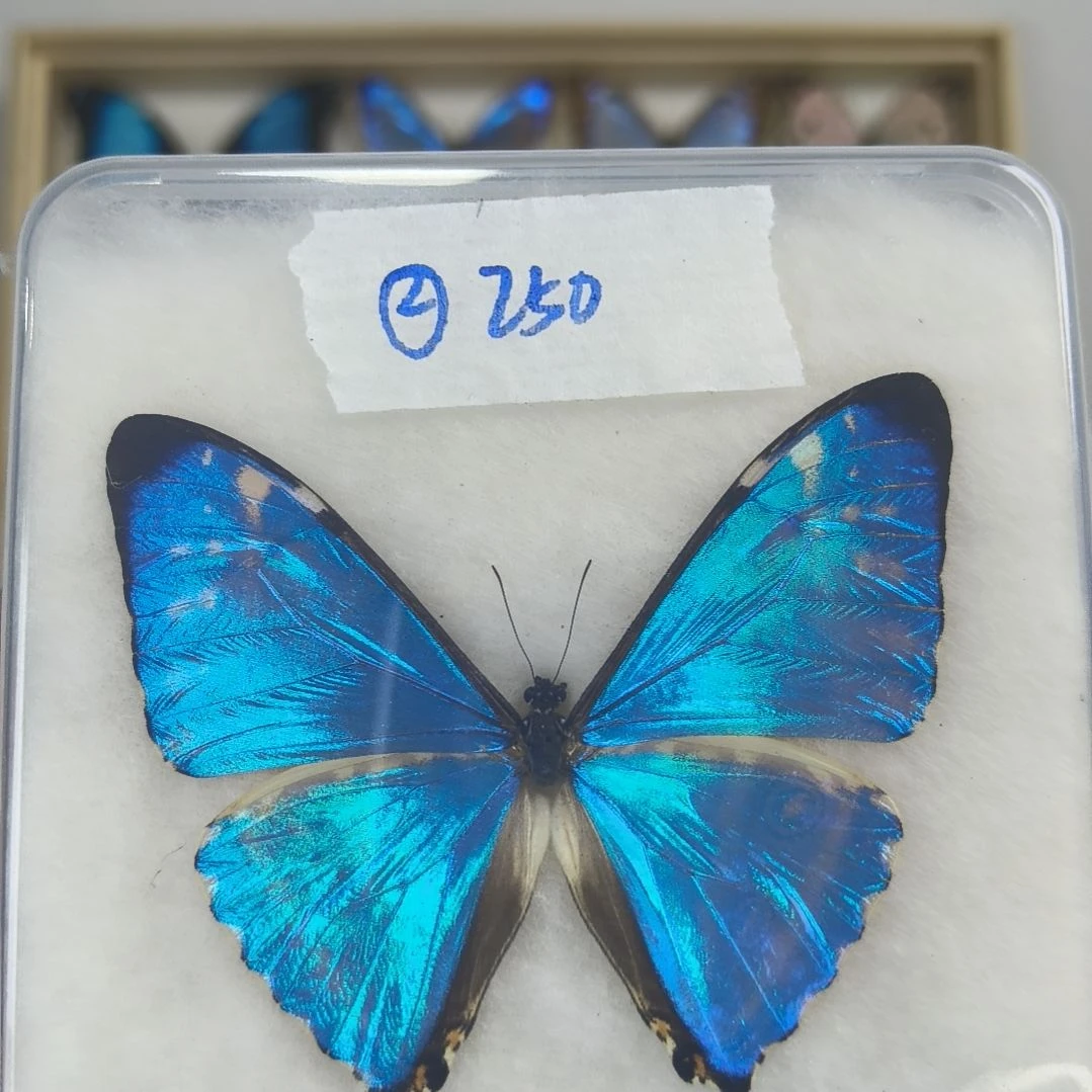 真蝴蝶标本一物一拍