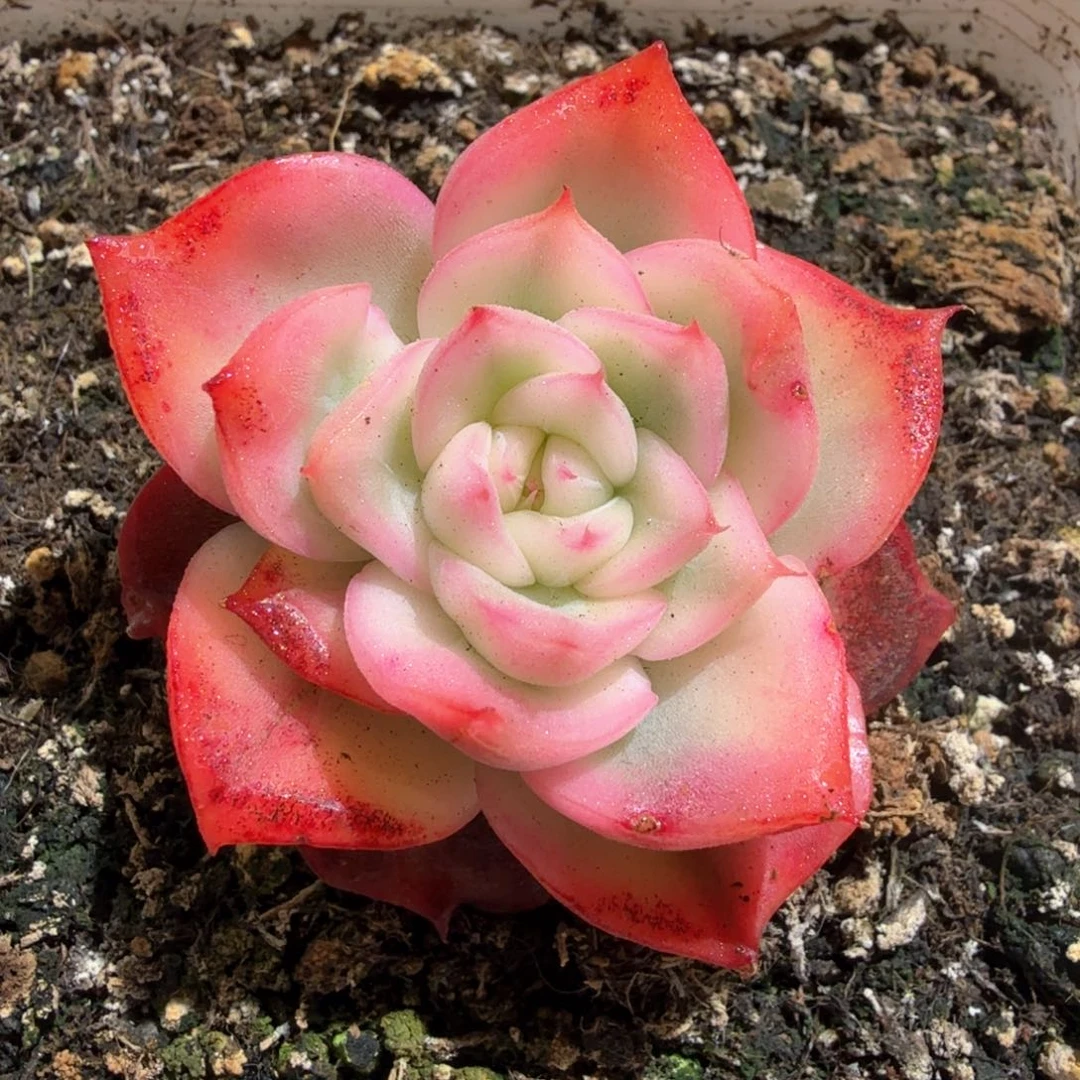 弗洛瑞安呐锦，锦上园艺