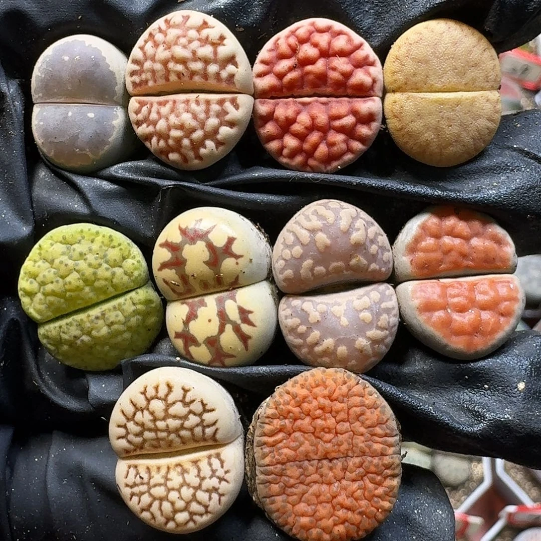 生石花111111。 290