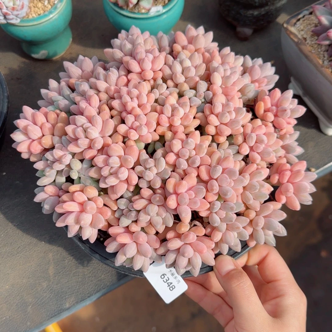 星黛露，6348多肉植物