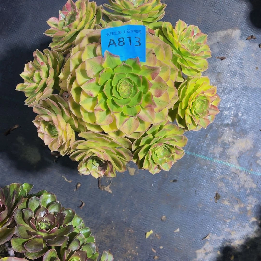 多肉雨河脱土发货813