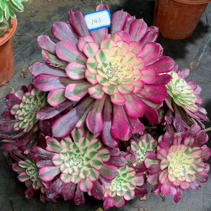 1023红铜白多肉111111